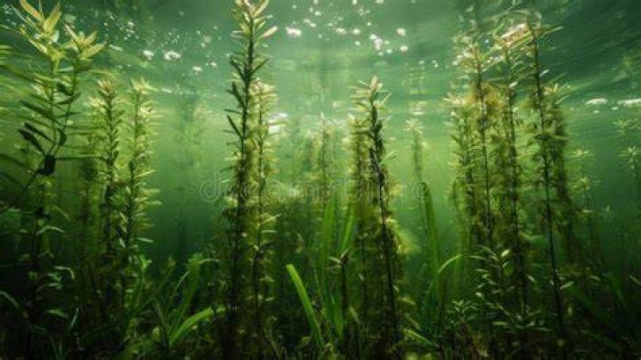 What are the special features of submerged aquatic plants?