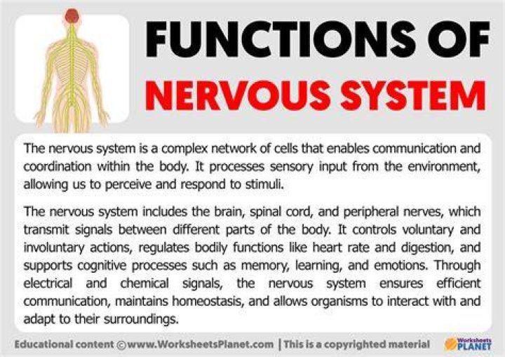 What are the three basic functions of the primary control?
