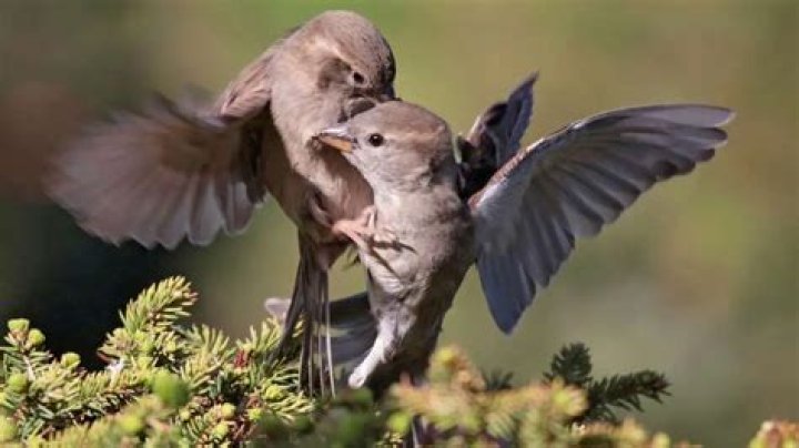 What can kill birds? | ContextResponse.com