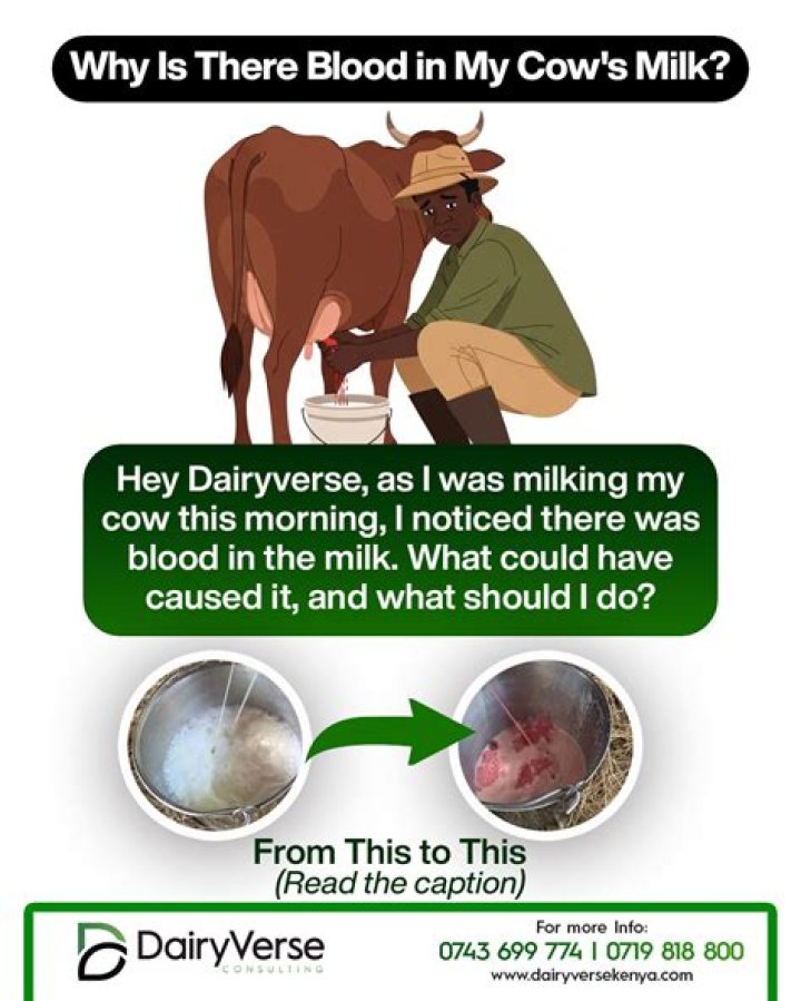 What causes blood in cow's milk?