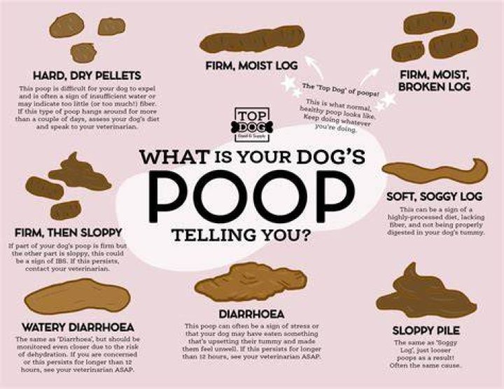 What does it mean when your dog snorts?
