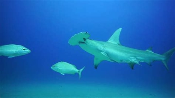What does the hammerhead shark eat?