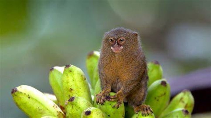 What food does a finger monkey eat?