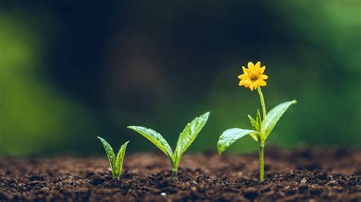 What grows well with rocket?