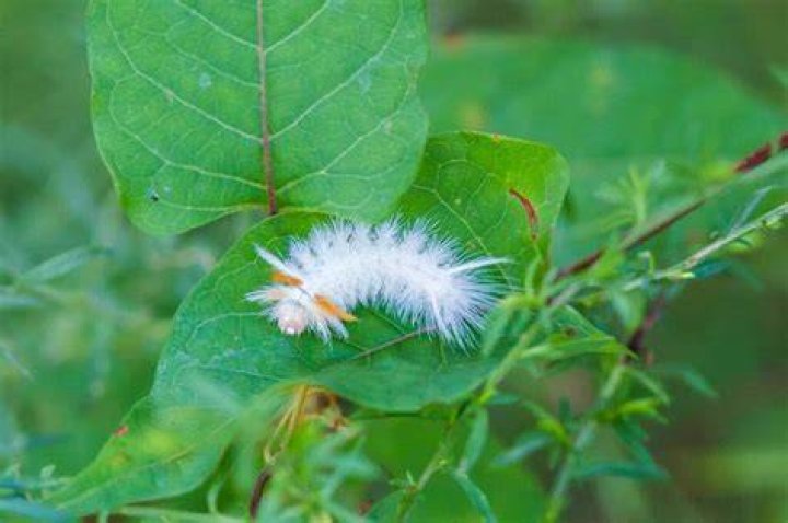 What is a fuzzy white caterpillar?
