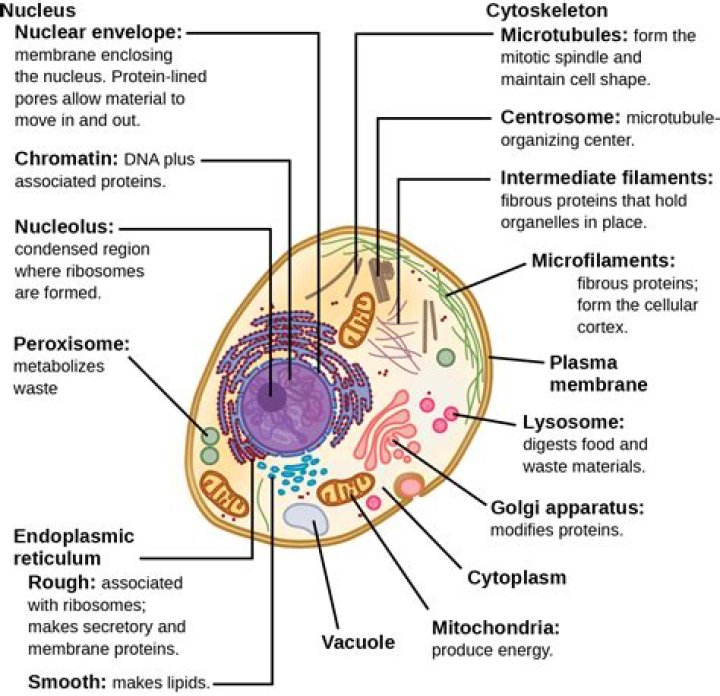What is an organism whose cells have a nucleus?