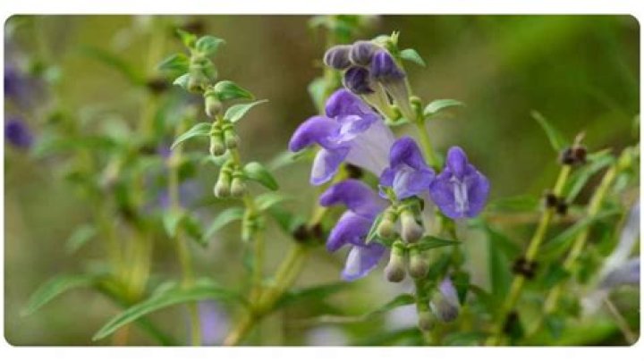 What is Chinese skullcap good for?