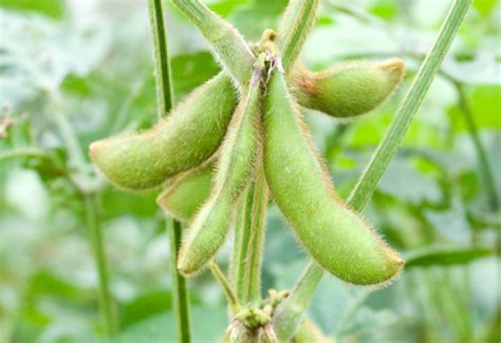 What is most soy grown for?