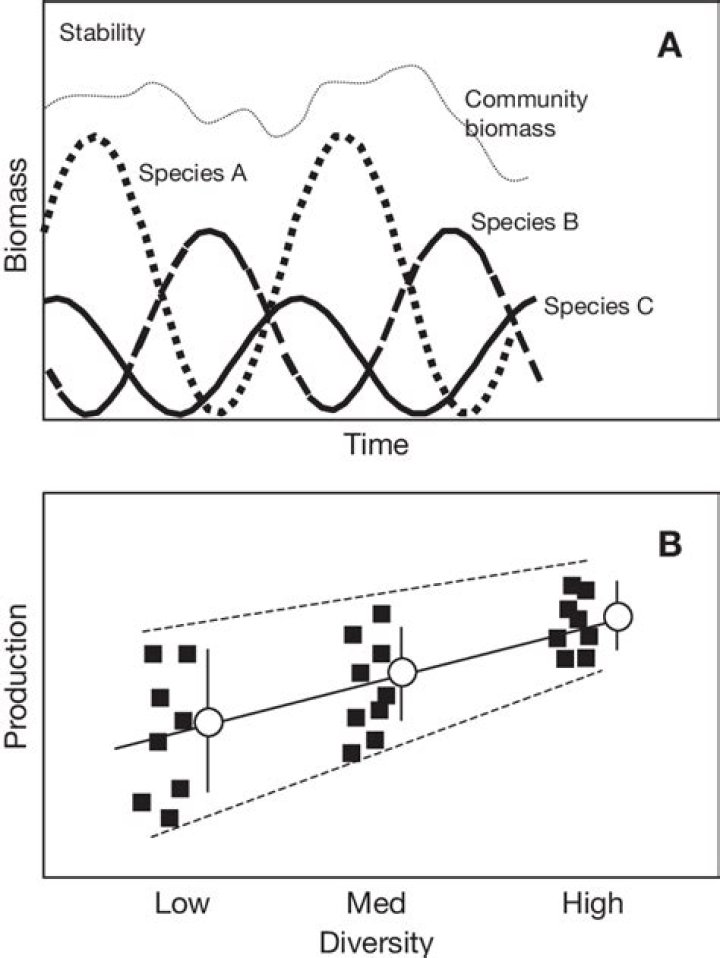 What is the diversity stability hypothesis?