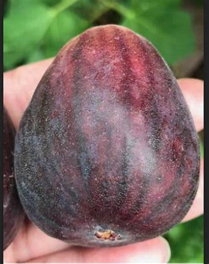 What is the largest fig?