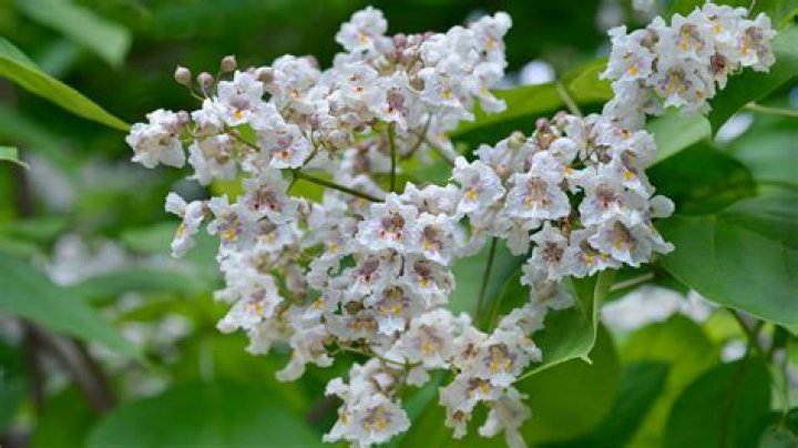 What is the lifespan of a catalpa tree?