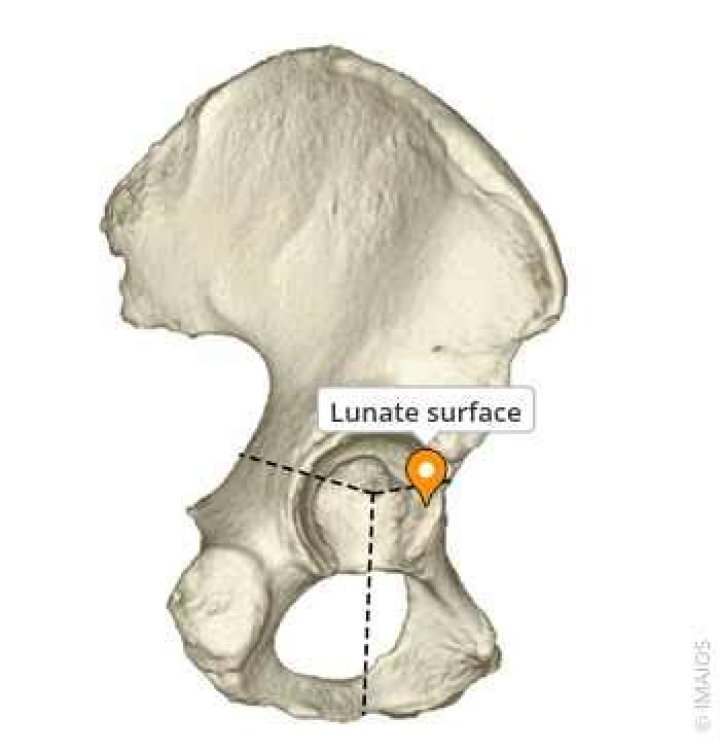 What is the lunate surface?
