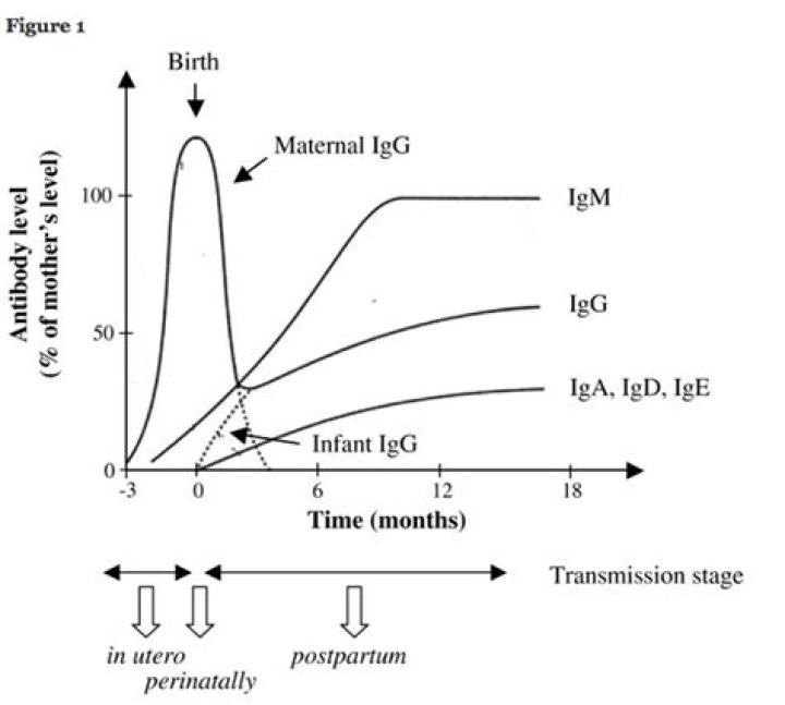 What is the main antibody transferred from a mother to an infant in breast milk?