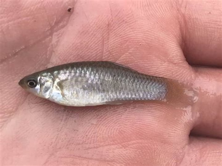 What is the nose of a fish called?