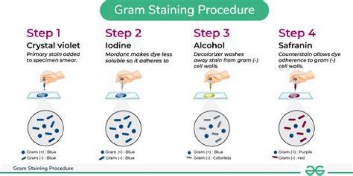 What is the purpose of Decolorizer in Gram staining?