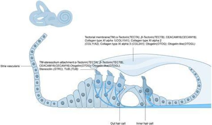What is the Tectorial membrane made of?