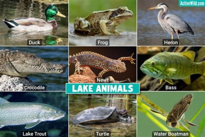 What kind of animals live in the Great Lakes?