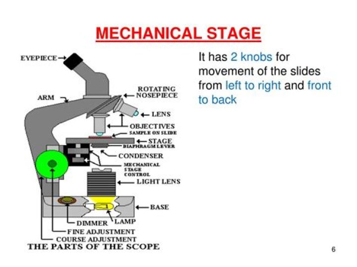 What moves the stage on a microscope?