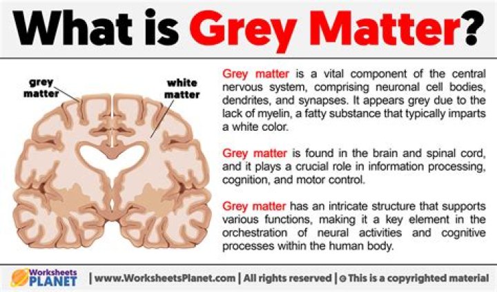 What provides the gray color of the gray matter?