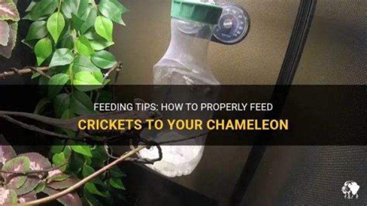 What should I feed my chameleon crickets?