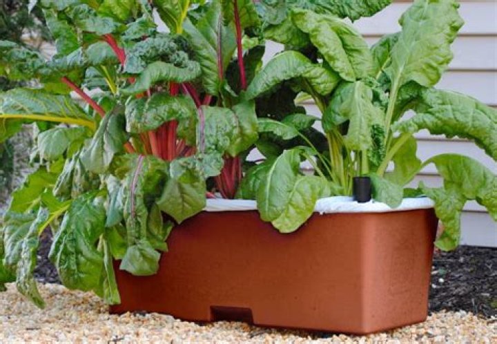 What vegetables can I grow in a planter box?