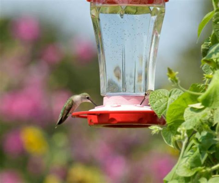 When should I take my hummingbird feeder down?
