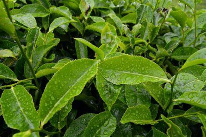 Which plants like tea leaves?