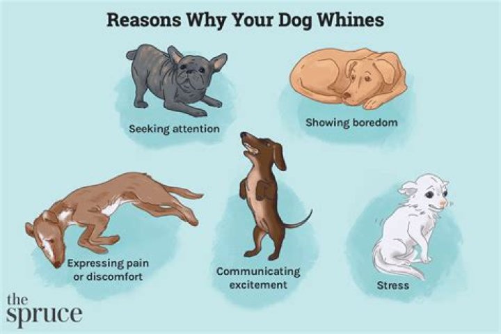 Why does my dog keep howling and crying?
