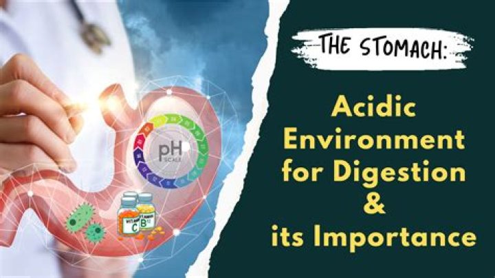 Why the stomach is important?